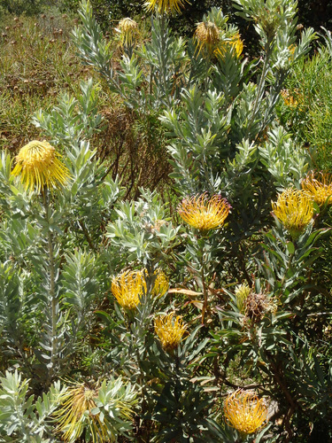 Kirstenbosch National Botanical Garden.